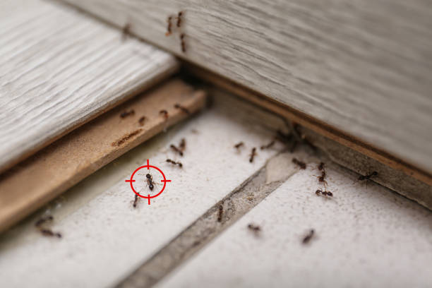 Best Affordable Pest Control Services  in Ninnekah, OK